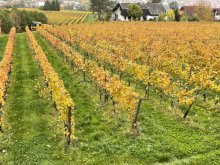Centgrafenberg