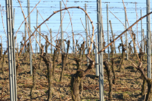 Rheingau