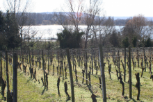 Rheingau