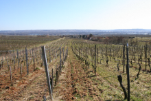 Rheingau