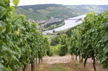 Mosel