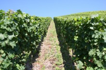 Mosel