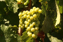 Mosel