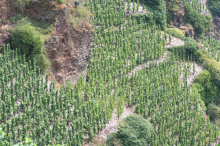 Ürziger Würzgarten