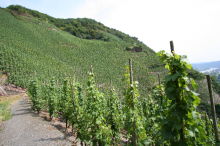 Ürziger Würzgarten