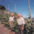 vigneron: Alfred Merkelbach