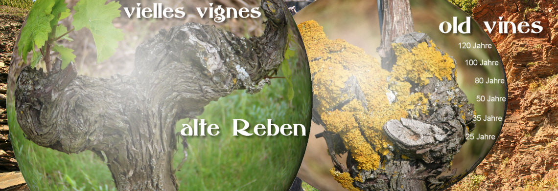 Vieilles Vignes