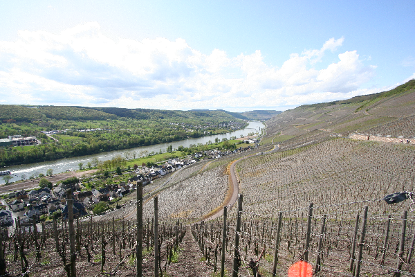 Mosel